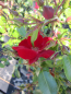Preview: Bodendecker-Rose Apache2